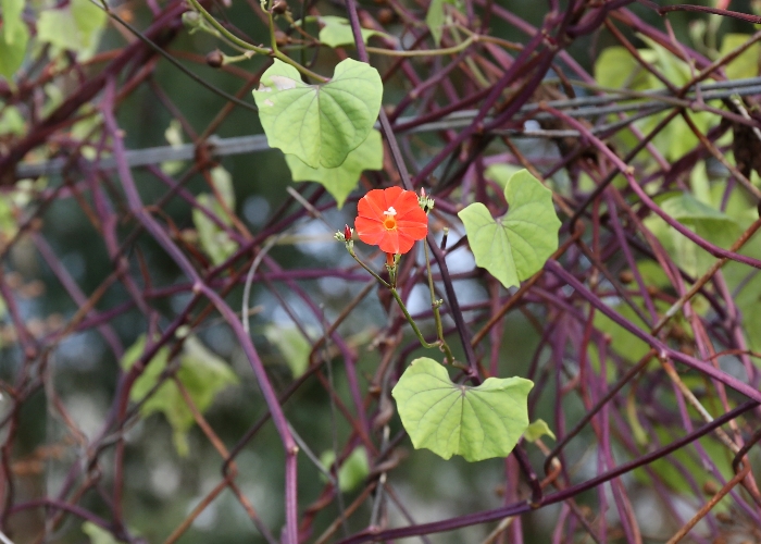 North Queensland Plants Convolvulaceae